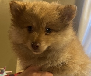 Father of the Pomeranian puppies born on 03/04/2022