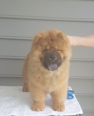Chow Chow Puppy for sale in PROVIDENCE FORGE, VA, USA