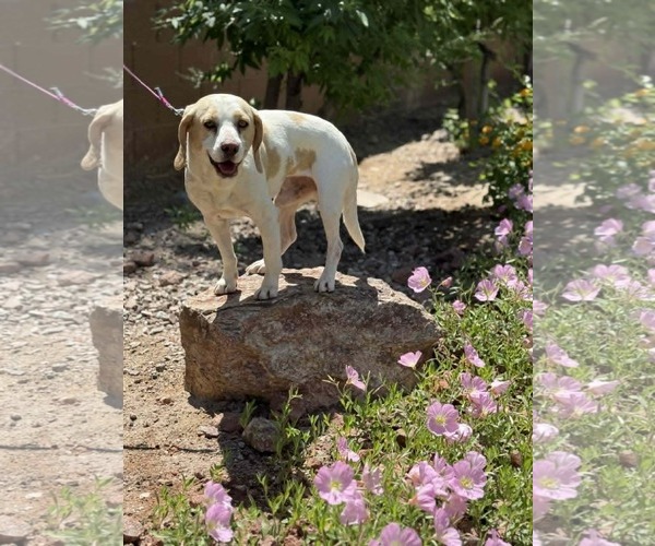 Medium Photo #2 Beagle Puppy For Sale in Las Vegas, NV, USA