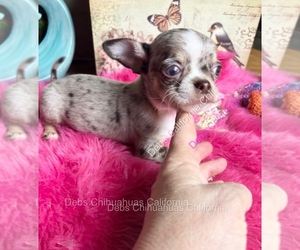 Chihuahua Puppy for Sale in TRACY, California USA