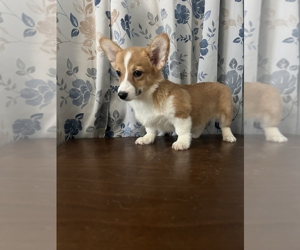 Medium Photo #19 Pembroke Welsh Corgi Puppy For Sale in DURHAM, CT, USA