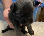 Small Photo #11 Havanese Puppy For Sale in KODAK, TN, USA