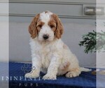 Small #1 Goldendoodle