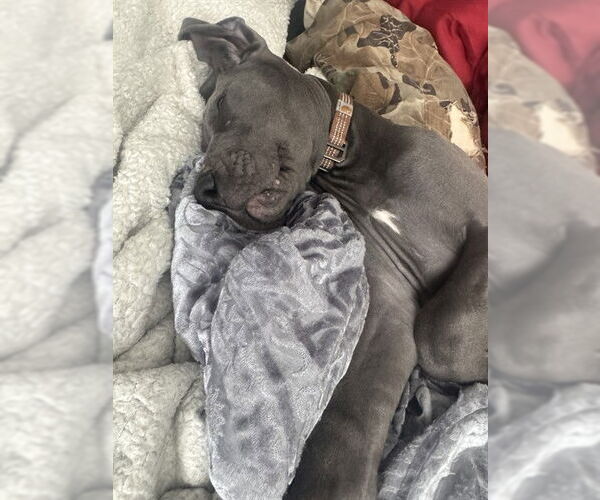 Medium Photo #1 Great Dane Puppy For Sale in Ogden, UT, USA