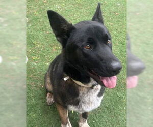 Akita-Unknown Mix Dogs for adoption in Tracy, CA, USA