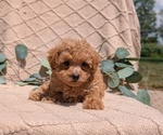 Small Photo #26 Cockapoo Puppy For Sale in GOSHEN, IN, USA