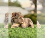 Small #5 French Bulldog