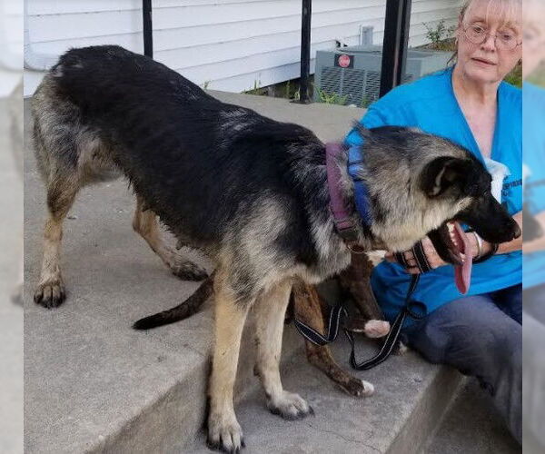 Medium Photo #2 German Shepherd Dog Puppy For Sale in Kansas City, MO, USA