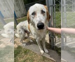 Small #2 English Setter-Great Pyrenees Mix
