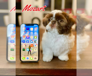 Shih Tzu Puppy for sale in SUGAR HILL, GA, USA