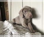 Small Photo #1 Weimaraner Puppy For Sale in TOWANDA, KS, USA