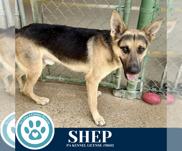 Medium Photo #4 German Shepherd Dog Puppy For Sale in Kimberton, PA, USA