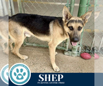 Small #3 German Shepherd Dog