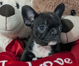 Medium Faux Frenchbo Bulldog