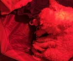 Small Photo #1 Maltichon Puppy For Sale in RACINE, WI, USA