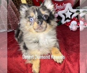 Pomeranian Puppy for sale in HI VISTA, CA, USA