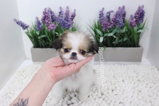 Japanese Chin Puppy for sale in LAS VEGAS, NV, USA