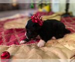 Small Photo #3 Miniature Australian Shepherd Puppy For Sale in LONGVIEW, WA, USA