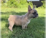 Small #6 French Bulldog