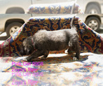 Puppy 7 Anatolian Shepherd