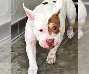 Mutt Dogs for adoption in Sanford, FL, USA