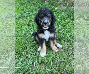 Bernedoodle Puppy for sale in VEVAY, IN, USA
