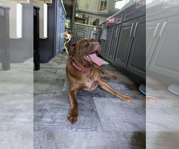 Medium Photo #10 Boxer-Unknown Mix Puppy For Sale in New York, NY, USA