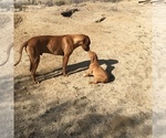 Small Photo #102 Rhodesian Ridgeback Puppy For Sale in MORONGO VALLEY, CA, USA