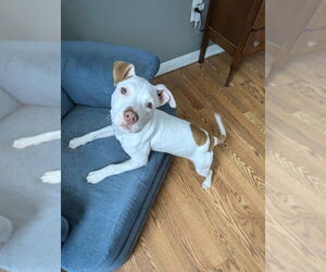 American Staffordshire Terrier-Unknown Mix Dogs for adoption in Brewster, NY, USA