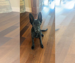 Puppy Luna German Shepherd Dog