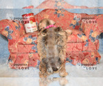 Small Photo #13 Schnauzer (Miniature) Puppy For Sale in SANGER, TX, USA