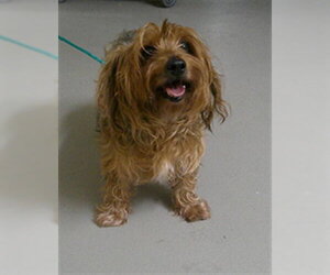 Silky Terrier-Unknown Mix Dogs for adoption in Sanford, FL, USA