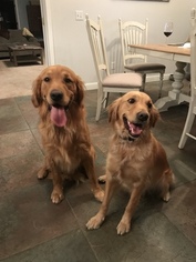 Father of the Golden Retriever puppies born on 01/13/2018