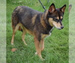 Small #4 German Shepherd Dog-Shiba Inu Mix