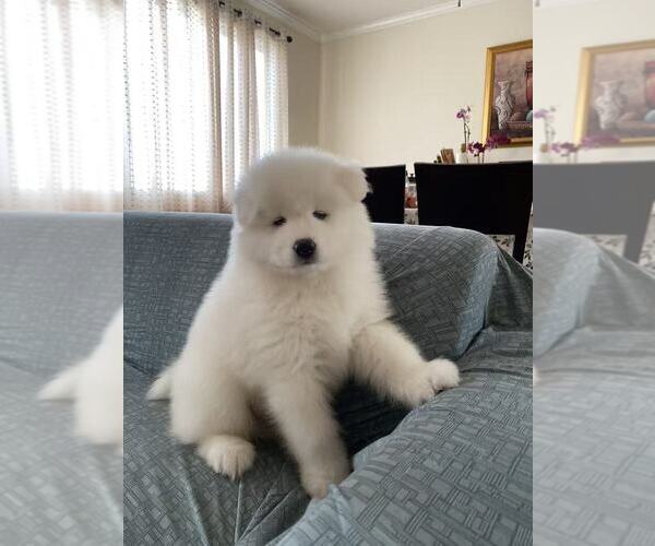 Medium Photo #16 Samoyed Puppy For Sale in DALY CITY, CA, USA