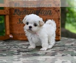 Small #2 Shih Tzu