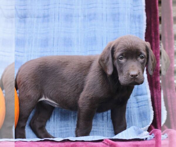 Medium Photo #4 Labrador Retriever Puppy For Sale in ELLIOTTSBURG, PA, USA