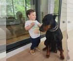 Small #10 Doberman Pinscher
