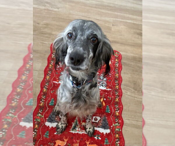 Medium Photo #2 English Setter-Unknown Mix Puppy For Sale in Elmsford, NY, USA