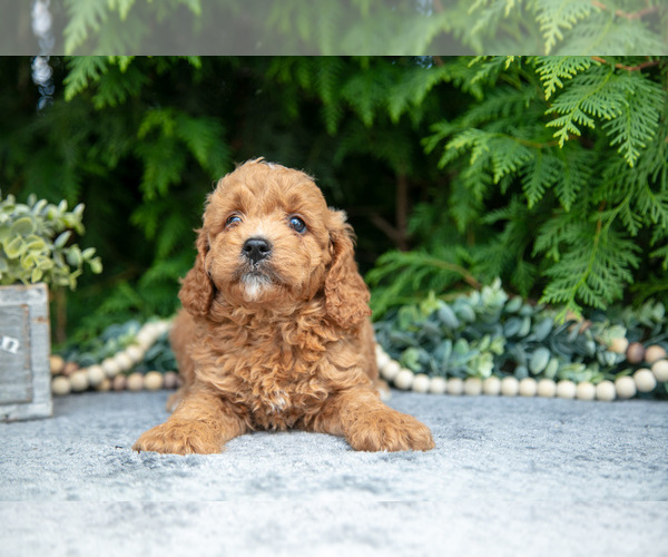 Medium Photo #2 Cavapoo Puppy For Sale in KIRKWOOD, PA, USA