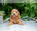 Small Photo #18 Cavapoo Puppy For Sale in KIRKWOOD, PA, USA