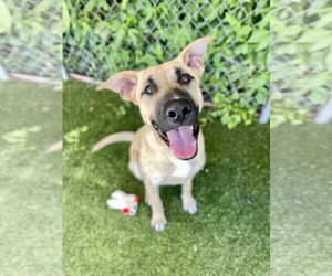 Anatolian Shepherd-Unknown Mix Dogs for adoption in Rowlett, TX, USA