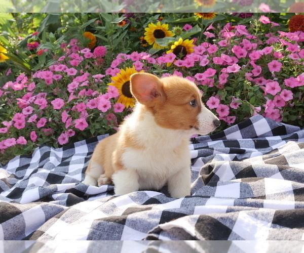 Medium Photo #2 Pembroke Welsh Corgi Puppy For Sale in SPRINGFIELD, MO, USA
