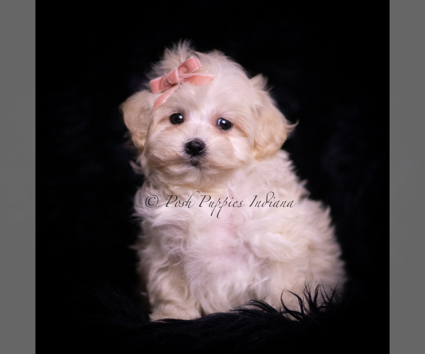 Medium Photo #97 Maltipoo (Miniature) Puppy For Sale in WARSAW, IN, USA