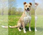 Small #6 Border Collie-Carolina Dog Mix