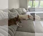 Small #3 American Pit Bull Terrier Mix