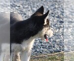 Small #5 Siberian Husky