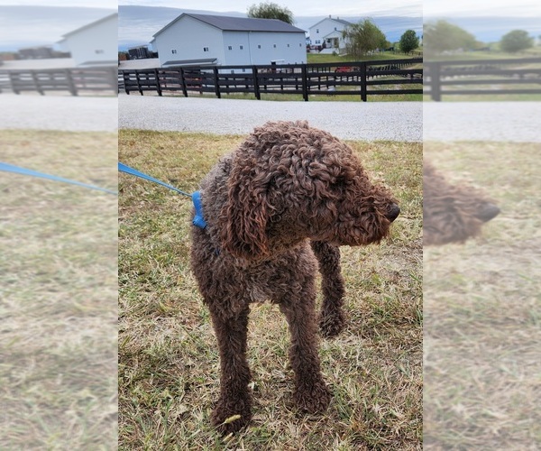 Medium Photo #1 Poodle (Standard) Puppy For Sale in CARLISLE, KY, USA
