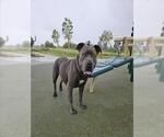 Small #1 Mutt