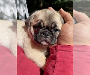 Pug Puppy for sale in ROMULUS, MI, USA